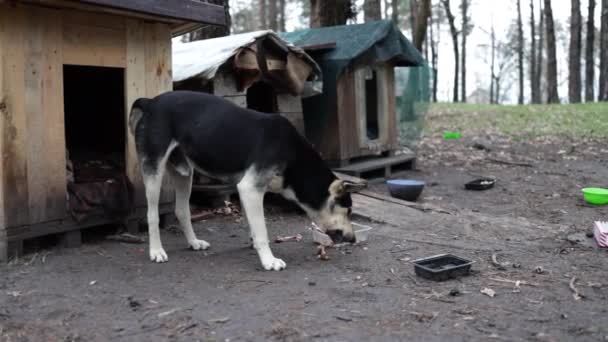 Streunender Hund Frisst Knochen Boden Der Nähe Von Hundehaus Wald — Stockvideo