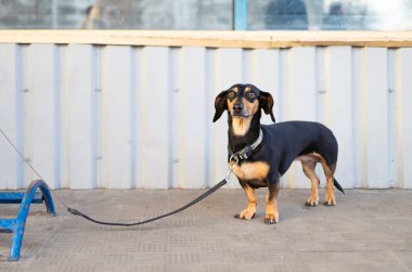 Dükkanın önünde sahibinin alışveriş yapmasını bekleyen tasmalı küçük şirin bir köpek.