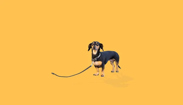 Pes Štěně Jezevčík Pes Plemeno Černé Opálení Vodítku Izolované Žlutém — Stock fotografie