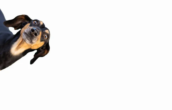 Portret Nieuwsgierige Teckel Hond Puppy Met Grote Oren Geïsoleerd Witte — Stockfoto