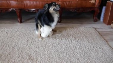 Küçük köpek oyuncak ayısıyla yerde sevişiyor.