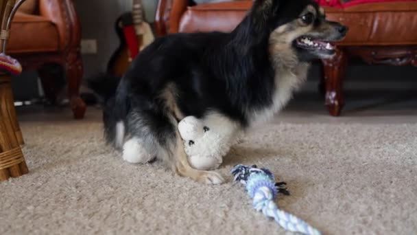 Μικρό Σκυλί Πηδάει Αρκουδάκι Παιχνίδι Του Στο Πάτωμα Του Δωματίου — Αρχείο Βίντεο