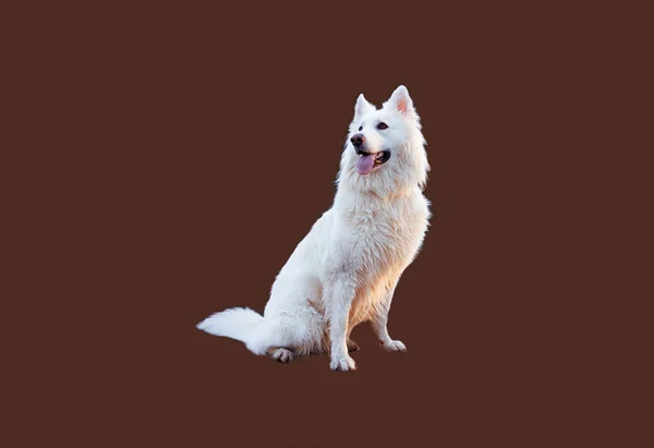 Полное Тело Хаски Собака Изолированы Цветном Фоне — стоковое фото