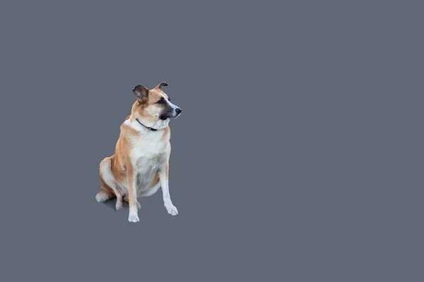 Feliz Cão Raça Mista Curioso Isolado Fundo Colorido — Fotografia de Stock