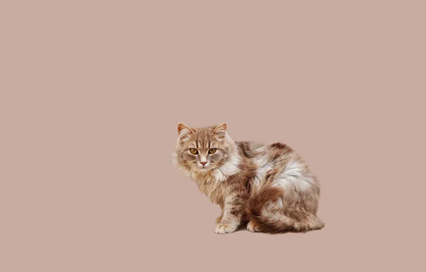 Krásná Maine Mýval Kočka Mladý Maine Mýval Kočka Izolované Pastelové — Stock fotografie