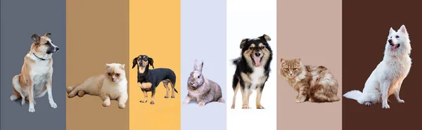 Collage Mascotas Longitud Completa Aislado Sobre Fondo Colorido —  Fotos de Stock