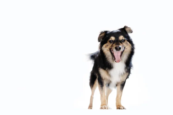 Studio Skott Bedårande Border Collie Står Framför Vit Bakgrund — Stockfoto