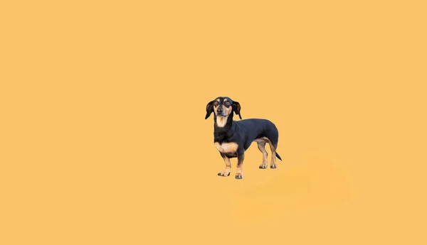 Pies Szczeniak Dachshund Rasy Męskiej Czarny Opalony Izolowanym Żółtym Tle — Zdjęcie stockowe