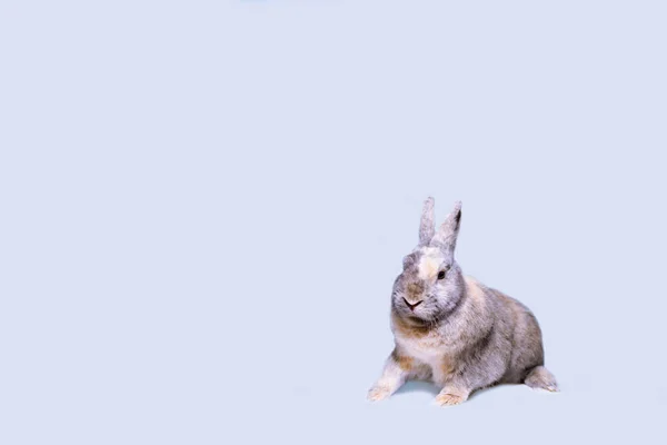 Young European Rabbit Facing Camera Oryctolagus Cuniculus — Zdjęcie stockowe