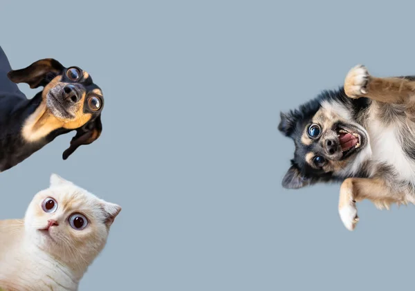 Primer Plano Retrato Perro Divertido Gato Alegre Con Ojos Grandes —  Fotos de Stock