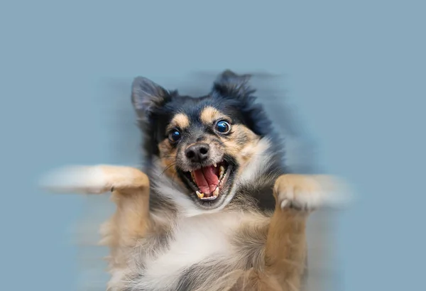 Šťastný Pes Tančí Modrém Pozadí — Stock fotografie