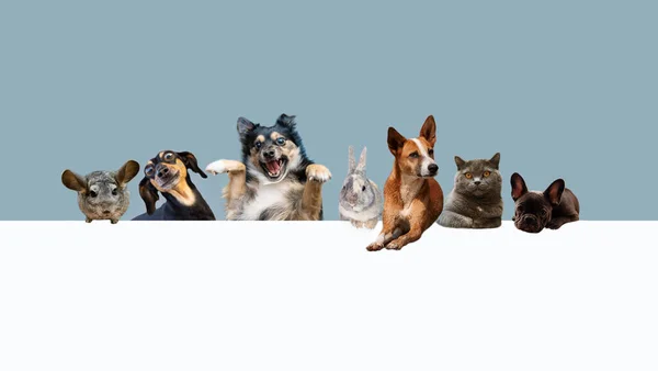 Genérico Animales Lindos Mascotas Sentadas Sobre Fondo Azul Banner Del —  Fotos de Stock