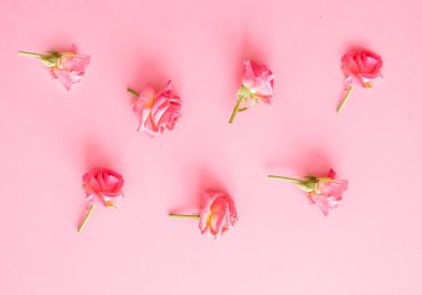 Çeşitli gül kafalar. Pembe arka planda çeşitli yumuşak güller ve yapraklar, üst manzara