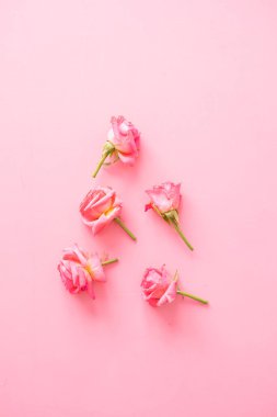 Çeşitli gül kafalar. Pembe arka planda çeşitli yumuşak güller ve yapraklar, üst manzara