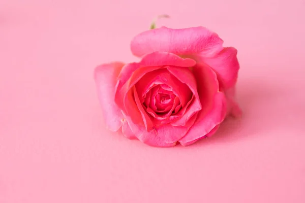 stock image Pink rose isolated on pink background