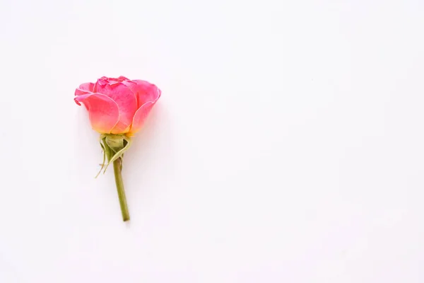 Verschiedene Rosenköpfe Verschiedene Weiche Rosen Und Blätter Auf Rosa Hintergrund — Stockfoto