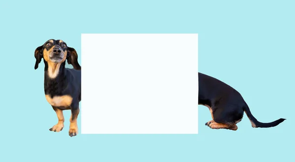 Raça Cão Engraçado Dachshund Preto Bronzeado Corpo Super Longo Isolado — Fotografia de Stock