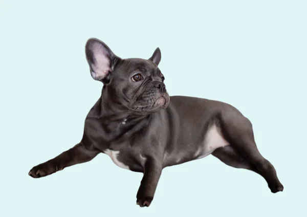 Full Kropp Fransk Bulldogg Isolera Bakgrund Med Klippning Väg — Stockfoto