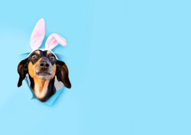 Mutlu dachshund köpek tavşan giyinmiş kulaklı tavşan mavi arka planda tavşan bayramı