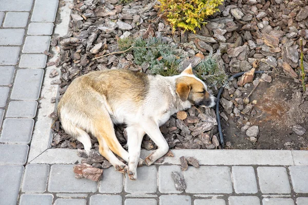 Hasta Evsiz Terk Edilmiş Sokak Köpeği Yerde Yatıyor — Stok fotoğraf