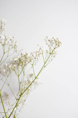 Kurumuş çiçeklerin minimalist bileşimi. Duvarda beyaz çiçekli vazo. 