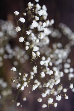 Kurumuş çiçeklerin minimalist bileşimi. Siyah arka planda beyaz çiçekli vazo. 