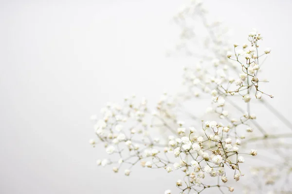 stock image Minimalistic composition of dried flowers. vase with white flowers on a wall background. 