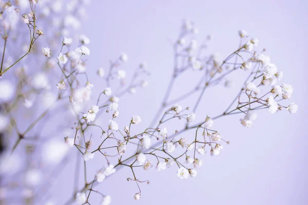 Szárított Virágok Minimális Összetétele Fehér Virágok Rózsaszín Neon Fények Falon — Stock Fotó