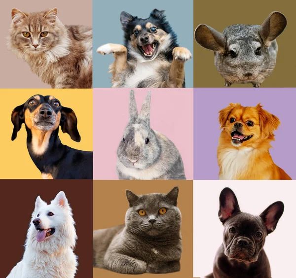 Çok Sayıda Parlak Rengin Çok Renkli Arka Planında Kedi Köpeklerin — Stok fotoğraf