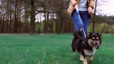 Parkta sahibinin ayaklarının arkasında yürüyen sevimli, genç bir köpek, ağır çekimde. Mutlu iki kişi çimenli sahilde yürüyor.