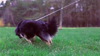 Parkta sahibinin ayaklarının arkasında yürüyen sevimli, genç bir köpek, ağır çekimde. Mutlu iki kişi çimenli sahilde yürüyor.