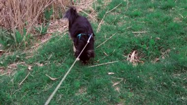 Parkta sahibinin ayaklarının arkasında yürüyen sevimli, genç bir köpek, ağır çekimde. Mutlu iki kişi çimenli sahilde yürüyor.
