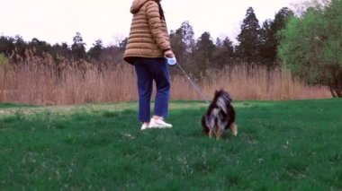 Parkta sahibinin ayaklarının arkasında yürüyen sevimli, genç bir köpek, ağır çekimde. Mutlu iki kişi çimenli sahilde yürüyor.