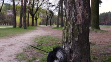 Sonbahar ormanında işeyen komik köpek işaretleri.