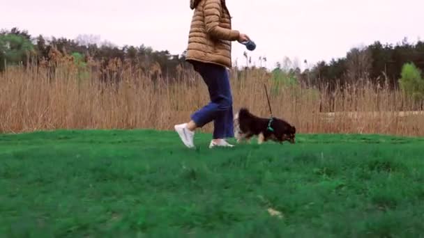 공원에 주인의 귀여운 강아지 마차의 초원을 — 비디오