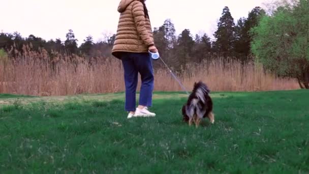 Lindo Perro Joven Caminando Detrás Los Pies Del Propietario Parque — Vídeos de Stock