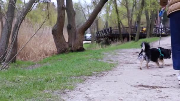 Leuke Jonge Hond Loopt Achter Voeten Van Eigenaar Het Park — Stockvideo