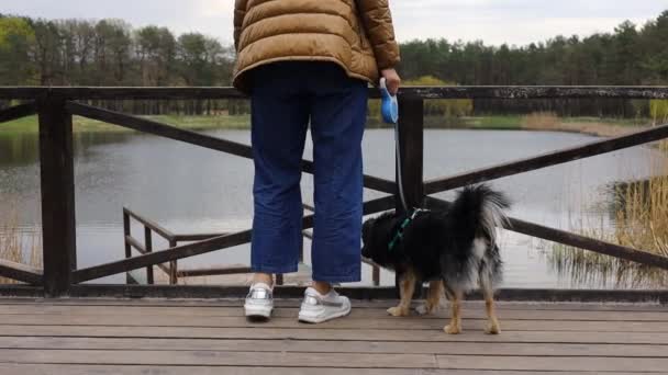 Netter Junger Hund Der Hinter Den Füßen Seines Besitzers Park — Stockvideo