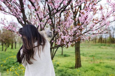 Güzel, genç Asyalı bir kadın kiraz çiçekleri bahçesinde sevimli bir tavşan tutuyor..