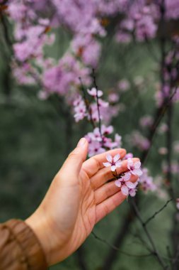 Sakura çiçekleri elinde. Kiraz çiçeklerini aç. Eski