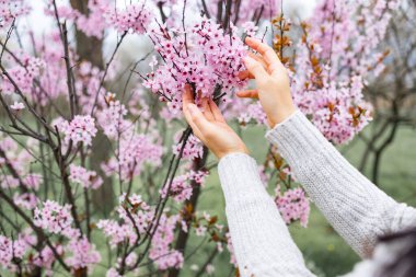 Yumuşak odak kiraz çiçeği ya da Sakura çiçeği doğa arka planında