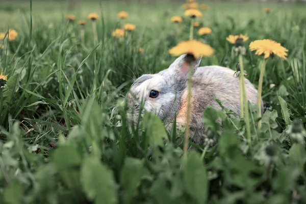 Pequeño Conejo Escondido Césped Verde Primavera Con Flores Diente León —  Fotos de Stock