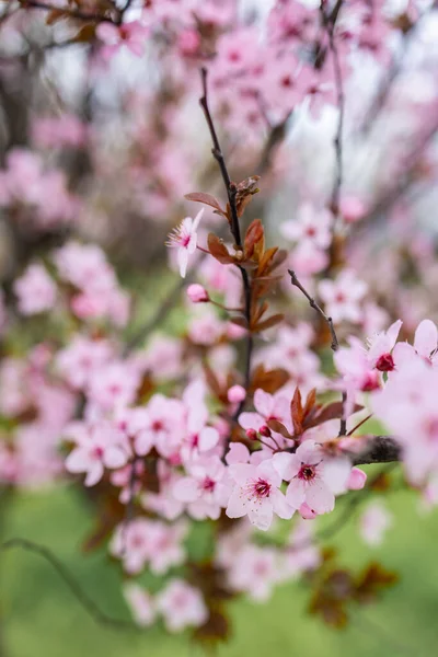 Szelektív Fókusz Gyönyörű Ágak Rózsaszín Cseresznye Egy Gyönyörű Sakura Virágok — Stock Fotó