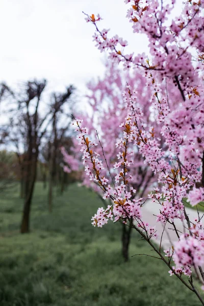 Enfoque Selectivo Hermosas Ramas Cereza Rosa Árbol Hermosas Flores Sakura —  Fotos de Stock