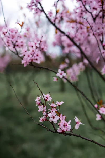 Puha Fókusz Cseresznyevirág Vagy Sakura Virág Természetben Háttér — Stock Fotó