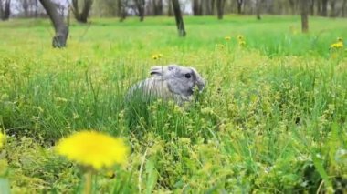 Sarı karahindiba çiçekleriyle yeşil çimlerde saklanan küçük tavşan. Bahar yeşili. 