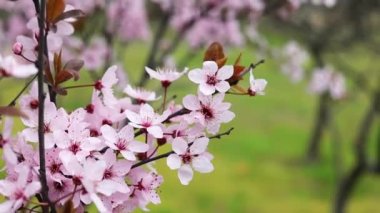 Yumuşak odak kiraz çiçeği ya da Sakura çiçeği doğa arka planında. İlkbaharda kiraz çiçekleri.