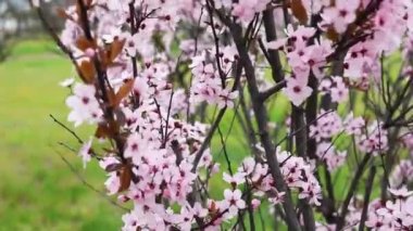 Yumuşak odak kiraz çiçeği ya da Sakura çiçeği doğa arka planında. İlkbaharda kiraz çiçekleri.