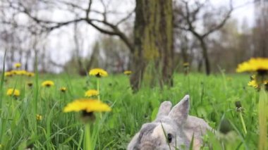 Sarı karahindiba çiçekleriyle yeşil çimlerde saklanan küçük tavşan. Bahar yeşili. 
