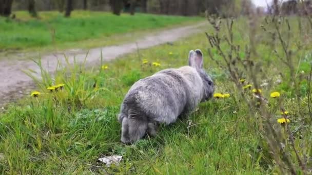 Pequeño Conejo Caminando Césped Verde Primavera Con Flores Diente León — Vídeos de Stock